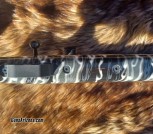 Anshutz_Custom3