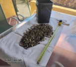 Once fired BRASS 5.56, 223, 9mm 45 and others...