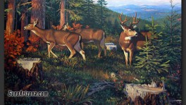 clearcut_bonanza-01