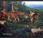 clearcut_bonanza-01