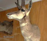 Taxidermy 3 Arizona Big Game Animals - (South Scottsdale)