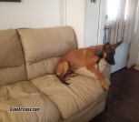 Belgian malinois/Dutch Shepard mix puppy