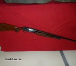 m12 pigeon R side