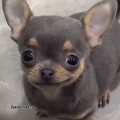 Edgar - avatar
